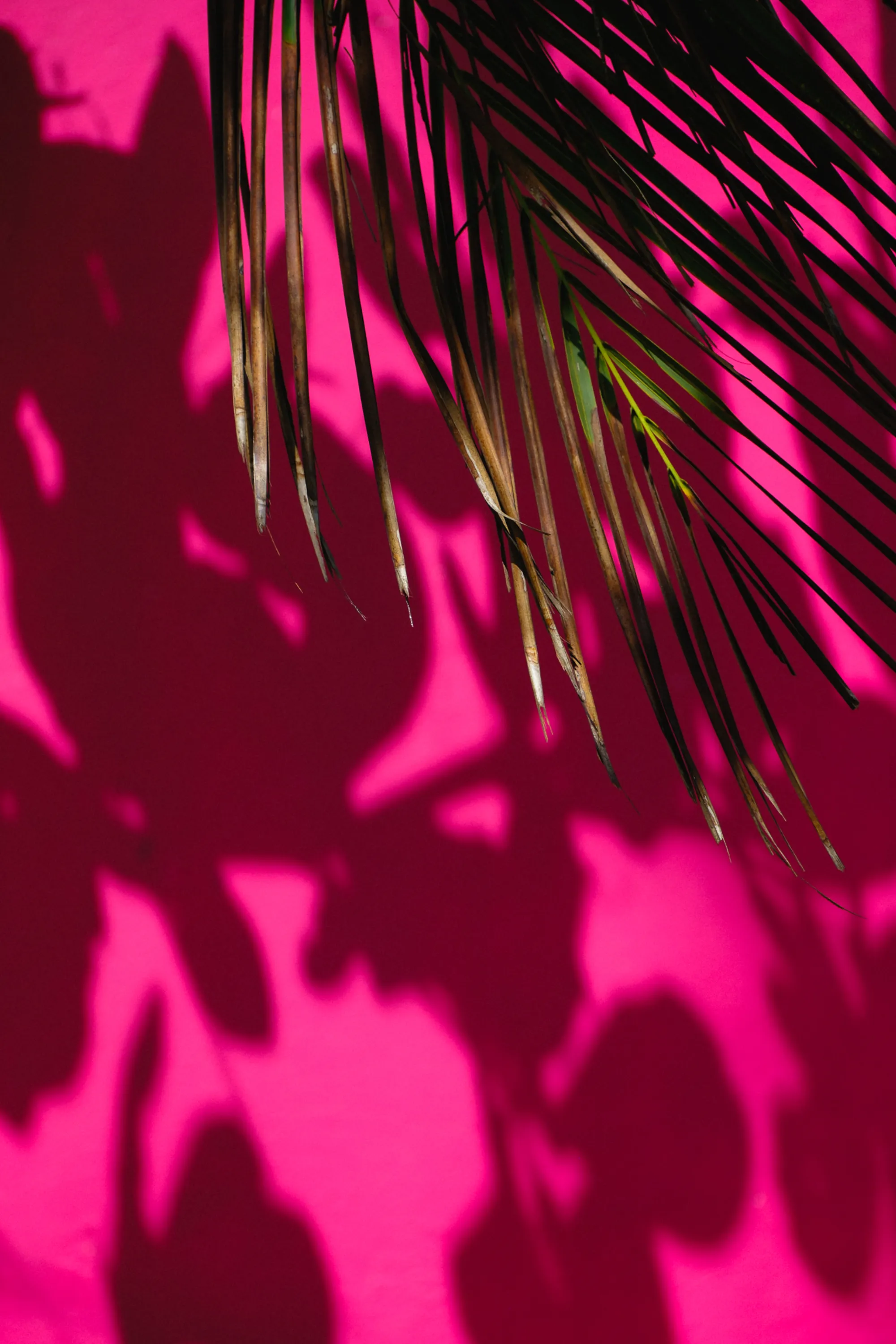Palm shadows on a pink wall